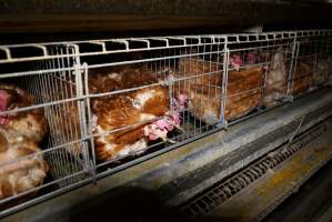 Battery cages - Captured at Daily Fresh Eggs, Lang Lang VIC Australia.