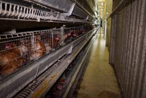 Battery cages - Captured at Daily Fresh Eggs, Lang Lang VIC Australia.