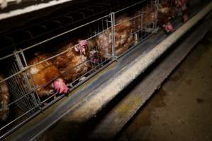 Battery cages - Captured at Daily Fresh Eggs, Lang Lang VIC Australia.