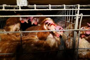 Battery cages - Captured at Daily Fresh Eggs, Lang Lang VIC Australia.