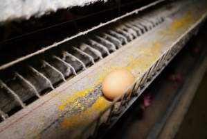 Battery cages - Captured at Daily Fresh Eggs, Lang Lang VIC Australia.