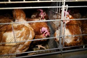 Battery cages - Captured at Daily Fresh Eggs, Lang Lang VIC Australia.