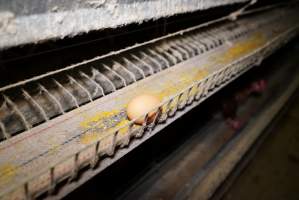 Battery cages - Captured at Daily Fresh Eggs, Lang Lang VIC Australia.