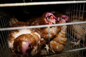 Battery cages - Captured at Daily Fresh Eggs, Lang Lang VIC Australia.