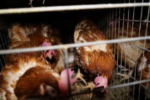 Battery cages - Captured at Daily Fresh Eggs, Lang Lang VIC Australia.