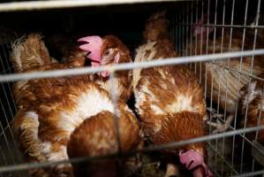 Battery cages - Captured at Daily Fresh Eggs, Lang Lang VIC Australia.