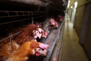 Battery cages - Captured at Daily Fresh Eggs, Lang Lang VIC Australia.