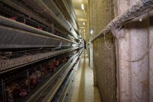 Battery cages - Captured at Daily Fresh Eggs, Lang Lang VIC Australia.