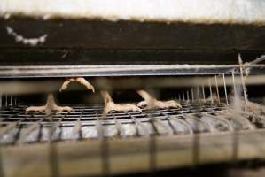 Battery cages - Captured at Daily Fresh Eggs, Lang Lang VIC Australia.