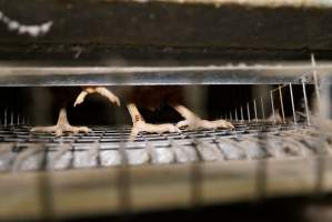 Battery cages - Captured at Daily Fresh Eggs, Lang Lang VIC Australia.