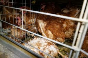 Battery cages - Captured at Daily Fresh Eggs, Lang Lang VIC Australia.