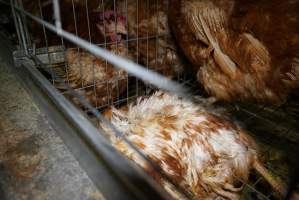 Battery cages - Captured at Daily Fresh Eggs, Lang Lang VIC Australia.