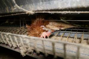 Battery cages - Captured at Daily Fresh Eggs, Lang Lang VIC Australia.