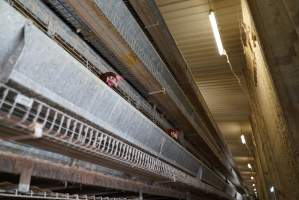 Battery cages - Captured at Daily Fresh Eggs, Lang Lang VIC Australia.