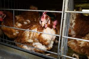 Battery cages - Captured at Daily Fresh Eggs, Lang Lang VIC Australia.