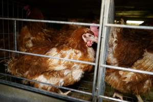 Battery cages - Captured at Daily Fresh Eggs, Lang Lang VIC Australia.