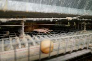 Battery cages - Captured at Daily Fresh Eggs, Lang Lang VIC Australia.