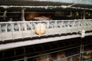 Battery cages - Captured at Daily Fresh Eggs, Lang Lang VIC Australia.