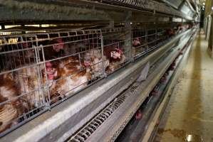 Battery cages - Captured at Daily Fresh Eggs, Lang Lang VIC Australia.