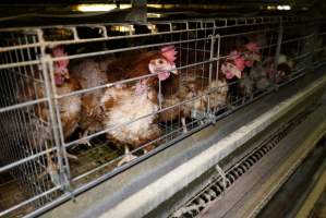 Battery cages - Captured at Daily Fresh Eggs, Lang Lang VIC Australia.