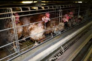 Battery cages - Captured at Daily Fresh Eggs, Lang Lang VIC Australia.