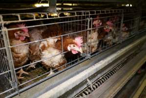 Battery cages - Captured at Daily Fresh Eggs, Lang Lang VIC Australia.