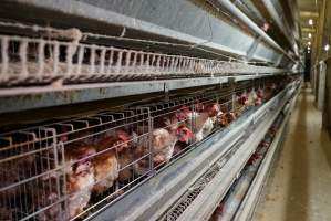 Battery cages - Captured at Daily Fresh Eggs, Lang Lang VIC Australia.