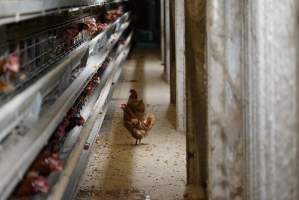 Battery cages - Captured at Daily Fresh Eggs, Lang Lang VIC Australia.