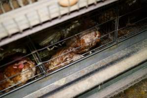 Battery cages - Captured at Daily Fresh Eggs, Lang Lang VIC Australia.