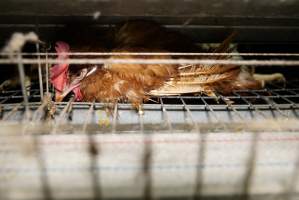 Battery cages - Captured at Daily Fresh Eggs, Lang Lang VIC Australia.