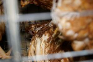 Battery cages - Captured at Daily Fresh Eggs, Lang Lang VIC Australia.