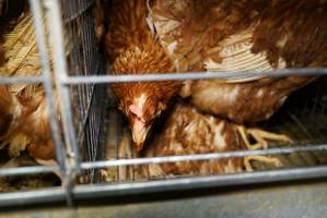 Battery cages - Captured at Daily Fresh Eggs, Lang Lang VIC Australia.