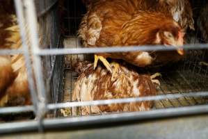 Battery cages - Captured at Daily Fresh Eggs, Lang Lang VIC Australia.