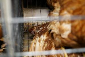 Battery cages - Captured at Daily Fresh Eggs, Lang Lang VIC Australia.