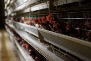 Battery cages - Captured at Daily Fresh Eggs, Lang Lang VIC Australia.