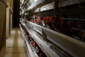 Battery cages - Captured at Daily Fresh Eggs, Lang Lang VIC Australia.