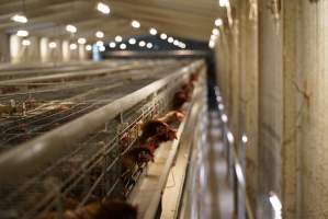 Battery cages - Captured at Daily Fresh Eggs, Lang Lang VIC Australia.