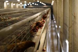 Battery cages - Captured at Daily Fresh Eggs, Lang Lang VIC Australia.