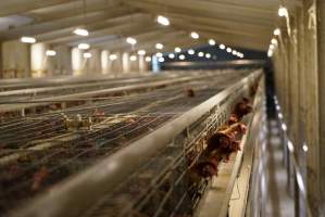 Battery cages - Captured at Daily Fresh Eggs, Lang Lang VIC Australia.