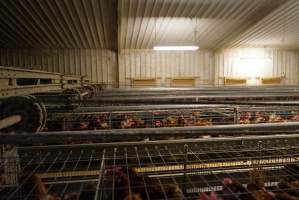 Battery cages - Captured at Daily Fresh Eggs, Lang Lang VIC Australia.