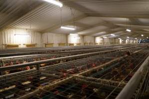 Battery cages - Captured at Daily Fresh Eggs, Lang Lang VIC Australia.