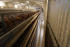 Battery cages - Captured at Daily Fresh Eggs, Lang Lang VIC Australia.