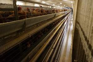 Battery cages - Captured at Daily Fresh Eggs, Lang Lang VIC Australia.