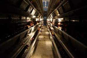 Battery cages - Captured at Daily Fresh Eggs, Lang Lang VIC Australia.