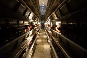 Battery cages - Captured at Daily Fresh Eggs, Lang Lang VIC Australia.