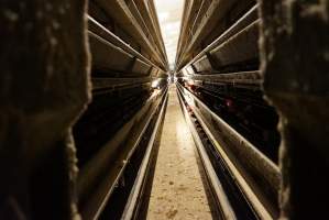 Battery cages - Captured at Daily Fresh Eggs, Lang Lang VIC Australia.