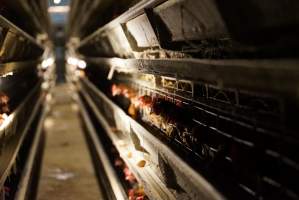 Battery cages - Captured at Daily Fresh Eggs, Lang Lang VIC Australia.