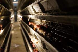 Battery cages - Captured at Daily Fresh Eggs, Lang Lang VIC Australia.