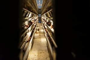 Battery cages - Captured at Daily Fresh Eggs, Lang Lang VIC Australia.