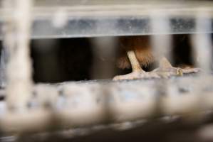 Battery cages - Captured at Daily Fresh Eggs, Lang Lang VIC Australia.